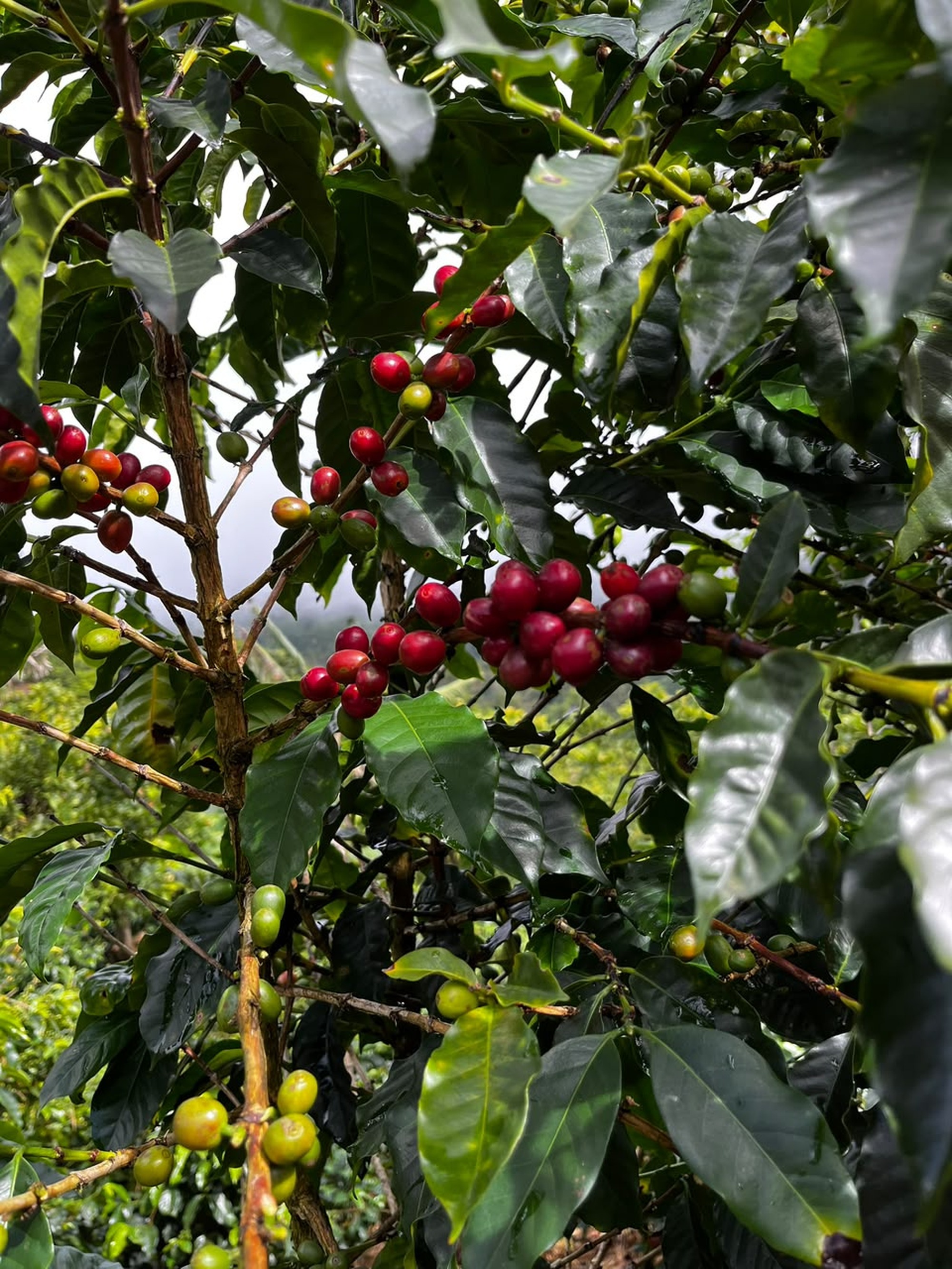 Coffee, the golden bean that emerges from this beautiful plant.
