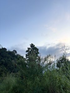Serene landscape with a clear blue sky and soft clouds, dense green foliage, and tall grasses in the foreground