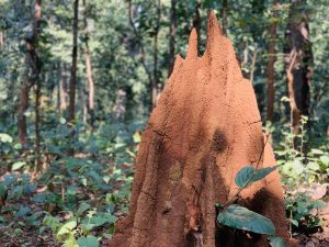 A tall reddish‑brown termite mound with pointed peaks rises from the forest floor, surrounded by green plants and trees with sunlight filtering through. 