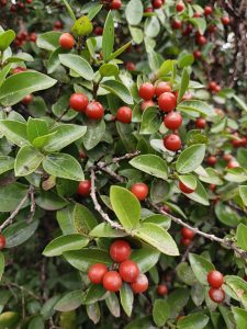 Wild red berries growing naturally among lush green vegetation in Oloolua Forest, one of Nairobi's most scenic indigenous forests.