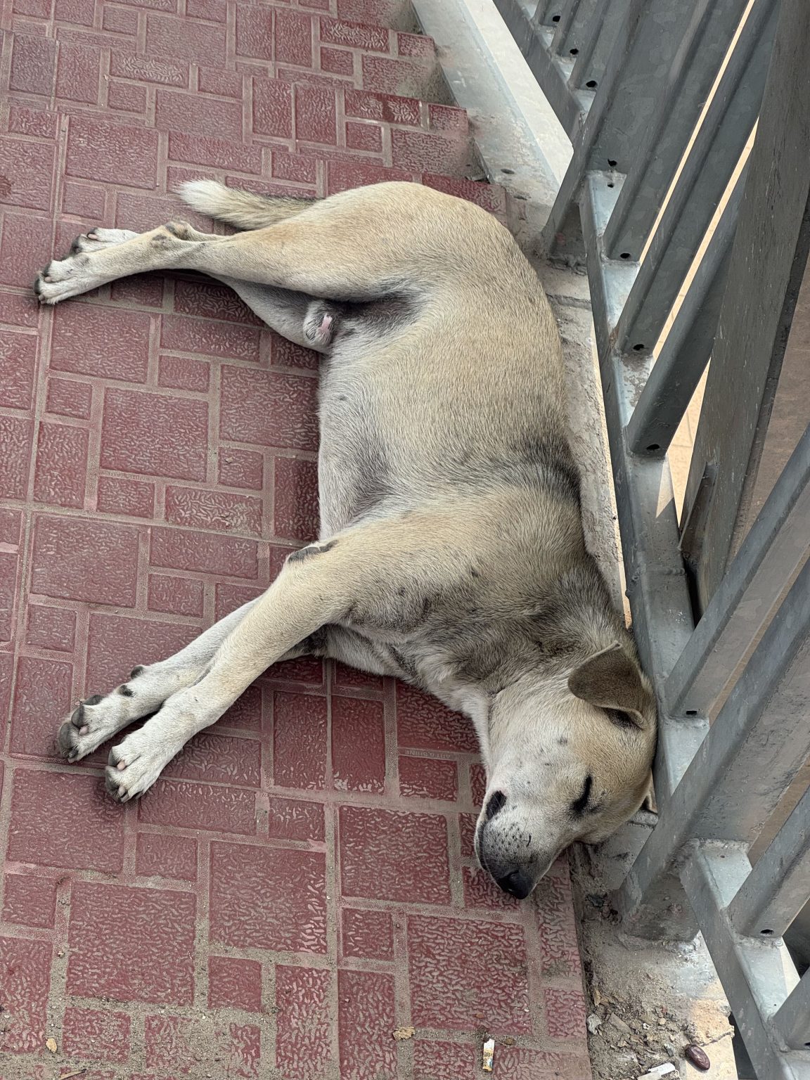 A dog rests on the ground beside a fence, lying with its head on its paws and looking down.