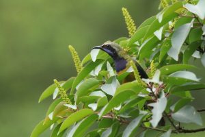 A vibrant Orange-bellied Leafbird perches among green leaves against a blurred green background.
