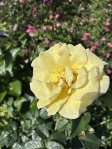 Yellow rose in full bloom with soft petals, set against a lush green background with blurred pink flowers
