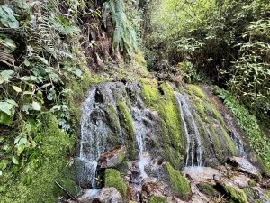 A Mini Waterfall in the Dense Forest of Shivapuri Nagarjun National Park, Nepal 
