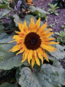 A vibrant Ring of Fire sunflower displays striking golden-yellow petals with warm reddish tones surrounding a dark center. Framed by lush green leaves, the flower creates a cheerful and eye-catching scene, highlighting the beauty and diversity of nature. Captured in Zurich, Switzerland.