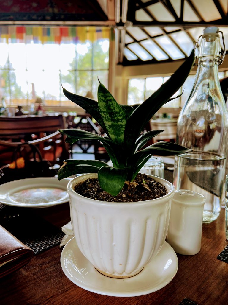 A small snake plant in a ribbed white ceramic pot sitting on a wooden restaurant table next to a water bottle.