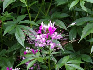 Spider flower (Cleome) with bright pink and lavender blooms, white buds, and long purple stamens, set against lush green leaves.