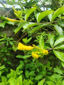 Bright yellow trumpet shaped flowers blooming on a vine with lush green leaves against a stone wall. #NepalPhotoFestival2026
