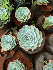 Several pale green echeveria succulent plants featuring slightly pink-tipped outer leaves, growing individually inside black plastic nursery bags filled with reddish-brown soil. 
