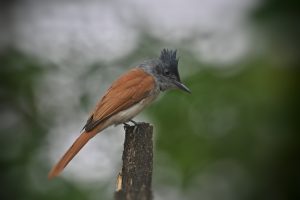 A Indian Paradise Flycatcher bird perches on a weathered, vertical stump. Its body is predominantly a warm rust color, contrasting with a gray throat and head that features a distinctive, spiky crest. The bird's slender beak is pointed and dark, and its alert posture suggests readiness to take flight.  