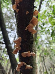 Delicate wild mushrooms emerging from a tree trunk, showcasing the beauty and biodiversity of the forest ecosystem.
