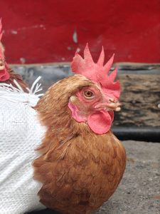 A brown hen with a vivid red comb and wattle is partially wrapped in a white woven fabric, resting on a paved surface. 
