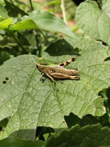Close-up of a grasshopper perched on a green leaf in Oloolua Forest.\