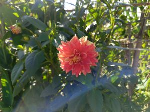 Vibrant coral-pink Dahlia in full bloom glowing in warm sunlight amid dense green garden foliage. 
