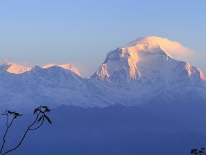 Snow-capped Himalayan mountain peak glowing in golden sunlight under a clear blue sky, with a tree branch silhouette in the foreground.