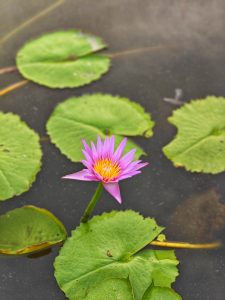 A vibrant pink water lily with a yellow center blooms on still water, surrounded by large green lily pads.