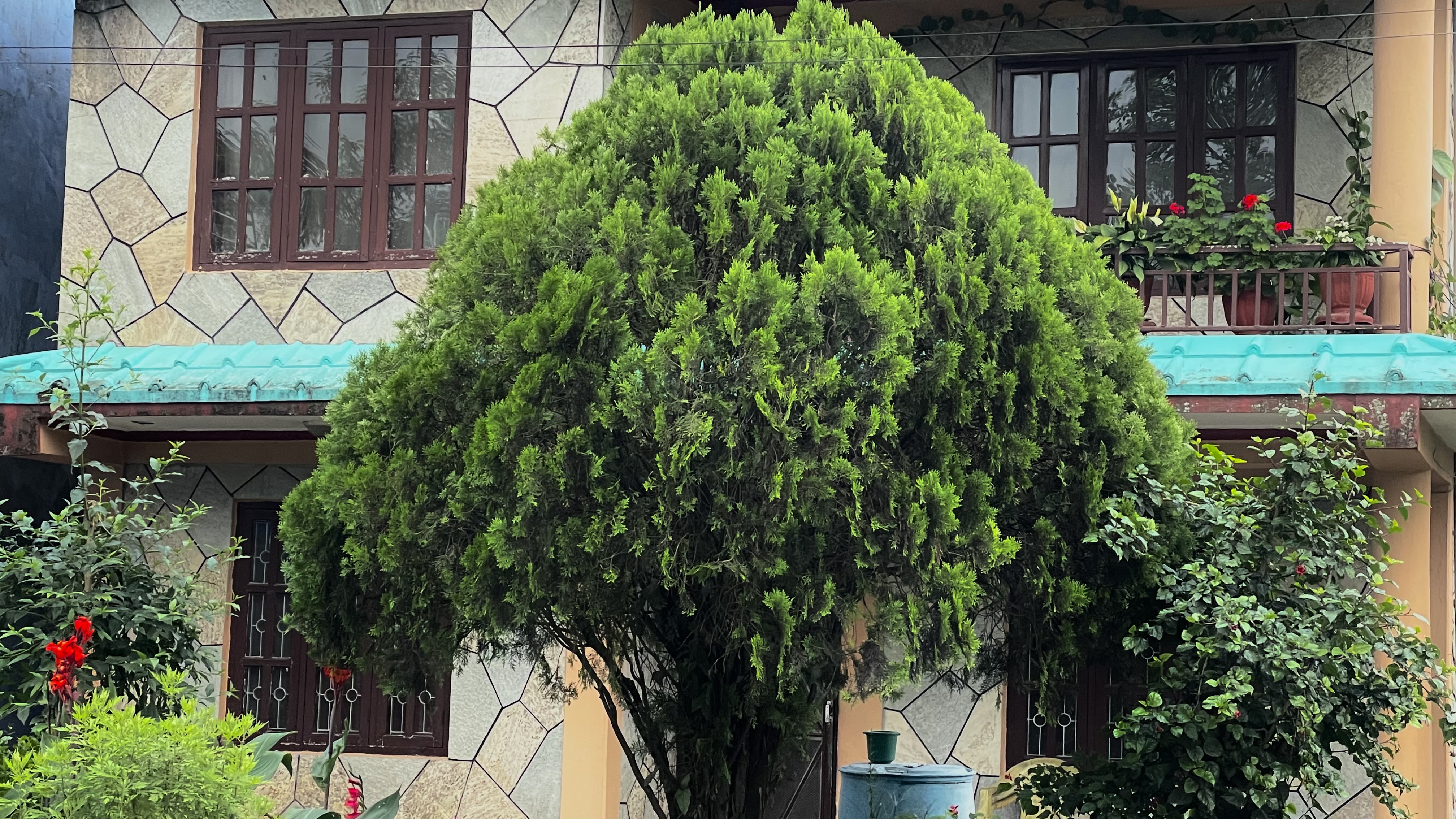 A large, vibrant green, dome-shaped tree stands prominently in the front yard of a multi-story home. The house features light polygonal stone cladding, dark brown framed windows, and a small balcony lined with potted red flowers.