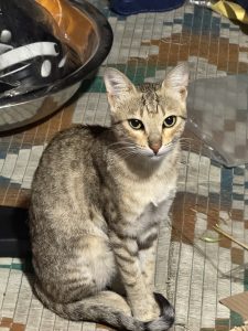 cat staring into camera
