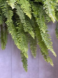 Close-up of lush green fern fronds cascading down against a neutral background.
