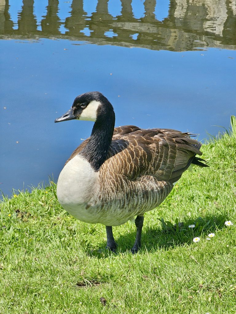 A Canada goose stands proudly on the grassy bank beside the palace lake, displaying its distinctive black neck, white cheek patch, and detailed brown feathers. The blue water backdrop enhances the portrait. Captured at Nymphenburg Palace (Schloss Nymphenburg), Munich, Bavaria, Germany.