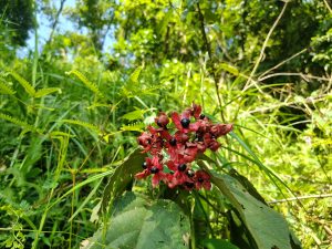 Wild plant with deep red petals and glossy black berries amid lush forest undergrowth 