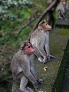 Two monkeys sit on a concrete ledge in a lush green forest. One has a red face, both appearing calm and observant, surrounded by blurred foliage.