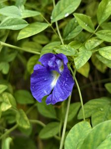 Vibrant blue butterfly pea flower with a white throat, decorated with raindrops and framed by delicate green vine leaves.
