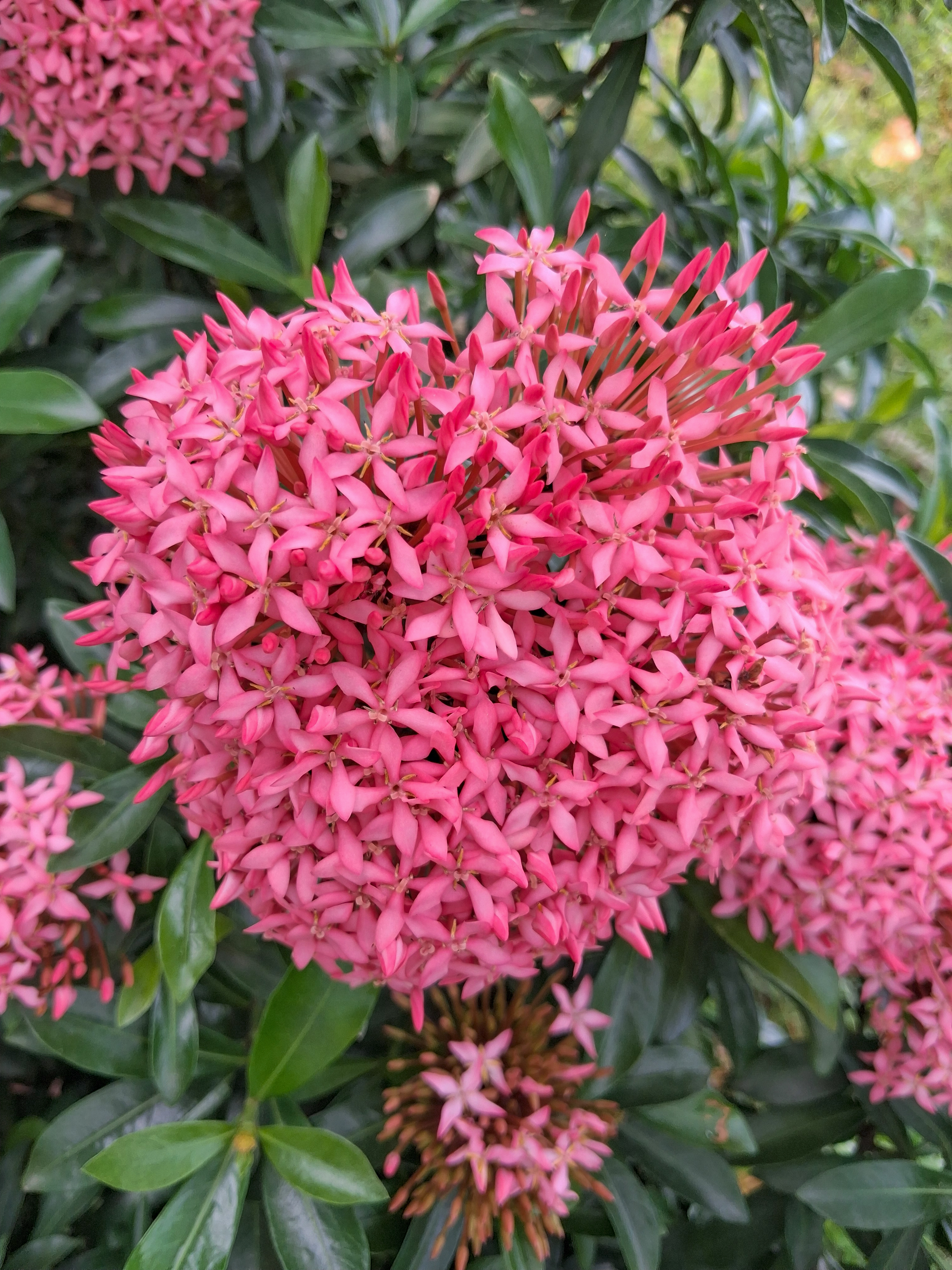 Close-up of pink Ixora coccinea flower cluster surrounded by dark green leaves in a garden