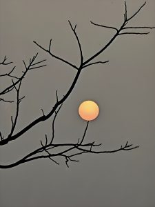 Perfect orange sun suspended between silhouetted bare branches against a grey winter sky 