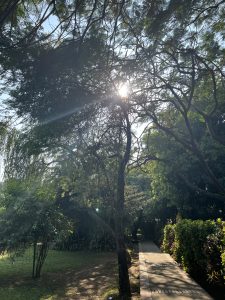 Sunlight filters through the canopy of lush trees, casting dappled shadows on a narrow, brick pathway lined with vibrant greenery.