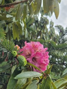 A vibrant cluster of pink flowers is nestled among green leaves in this image. The petals are soft and frilled, showcasing varying shades of pink with darker speckles towards the center, adding depth and texture.