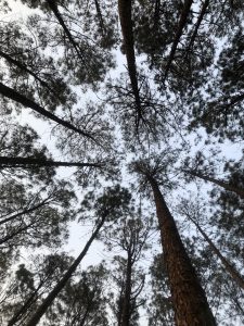 Looking up at tall pine trees against a clear sky, their branches forming a striking pattern.