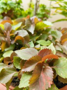 Close-up of vibrant, multicolored leaves in shades of green and rust red, with serrated edges. The background is blurred with more foliage, creating a lush, fresh feel. 