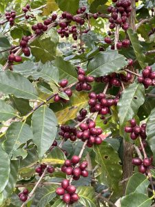 Coffee cherries from Bahakot, Syangja, Nepal. 