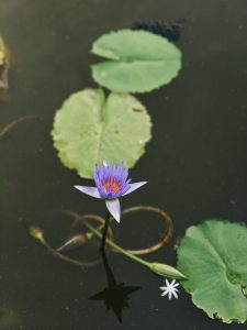 A serene purple water lily blooms against dark water, surrounded by green lily pads.