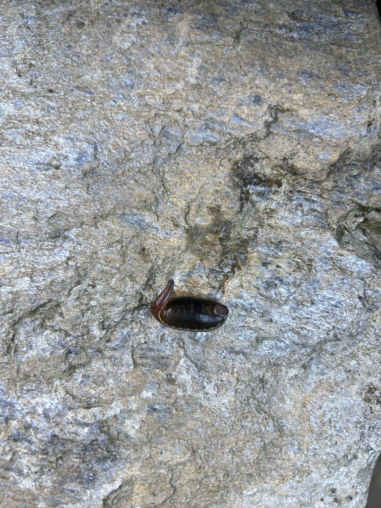 Close-up of a small, dark brown yucca on textured gray rock