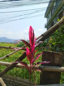 Bright magenta Cordyline plant growing on a bamboo fence with a Nepali town and hills in the background. 