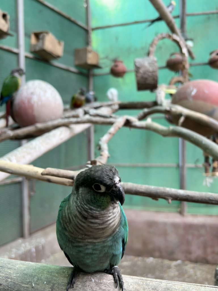 A small green parrot perched on a wooden rail inside an aviary, with branches and other birds blurred behind it.