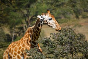 A giraffe feeds on thorny bushes inside Nakuru National Park, Kenya, surrounded by natural greenery and open savanna landscape. The photo captures a calm wildlife moment in the giraffe’s natural habitat.
