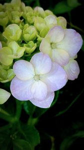 A close-up photo of a blooming light purple and white hydrangea flower with green buds.