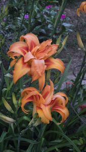 Vibrant orange daylilies bloom among green leaves, with a blurred background of pink and purple flowers.
