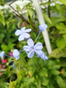Delicate pale blue plumbago flowers in full bloom against a soft green garden background. 
