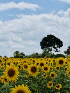 A vibrant field of sunflowers under a bright blue sky scattered with fluffy clouds.
