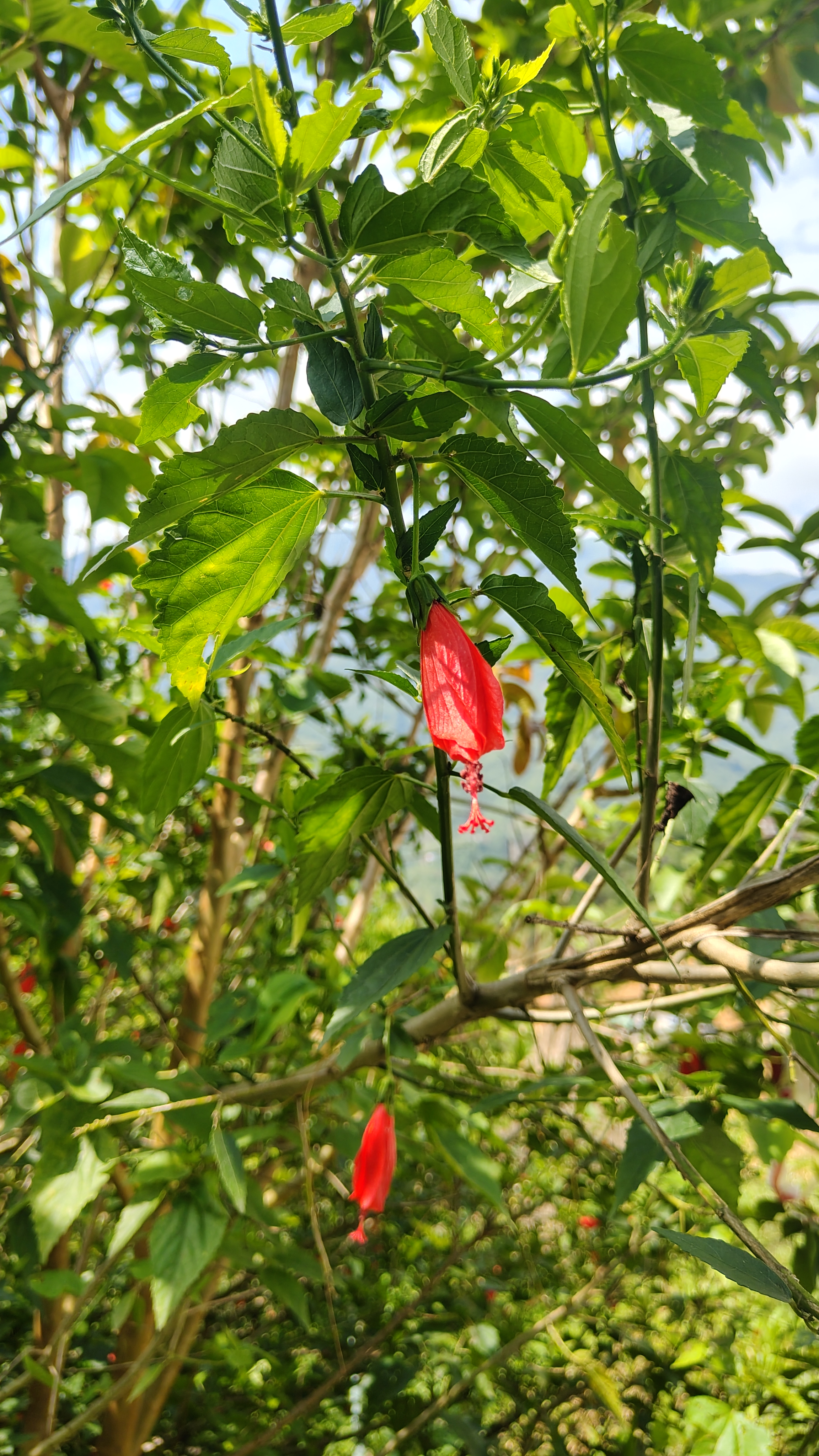A vibrant red hibiscus bud hangs amid lush green leaves under a bright sky, conveying a sense of freshness and natural beauty.