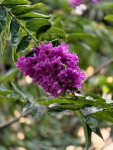 Vibrant cluster of purple crepe myrtle blossoms with crinkled petals, growing among green leaves in a garden setting.
