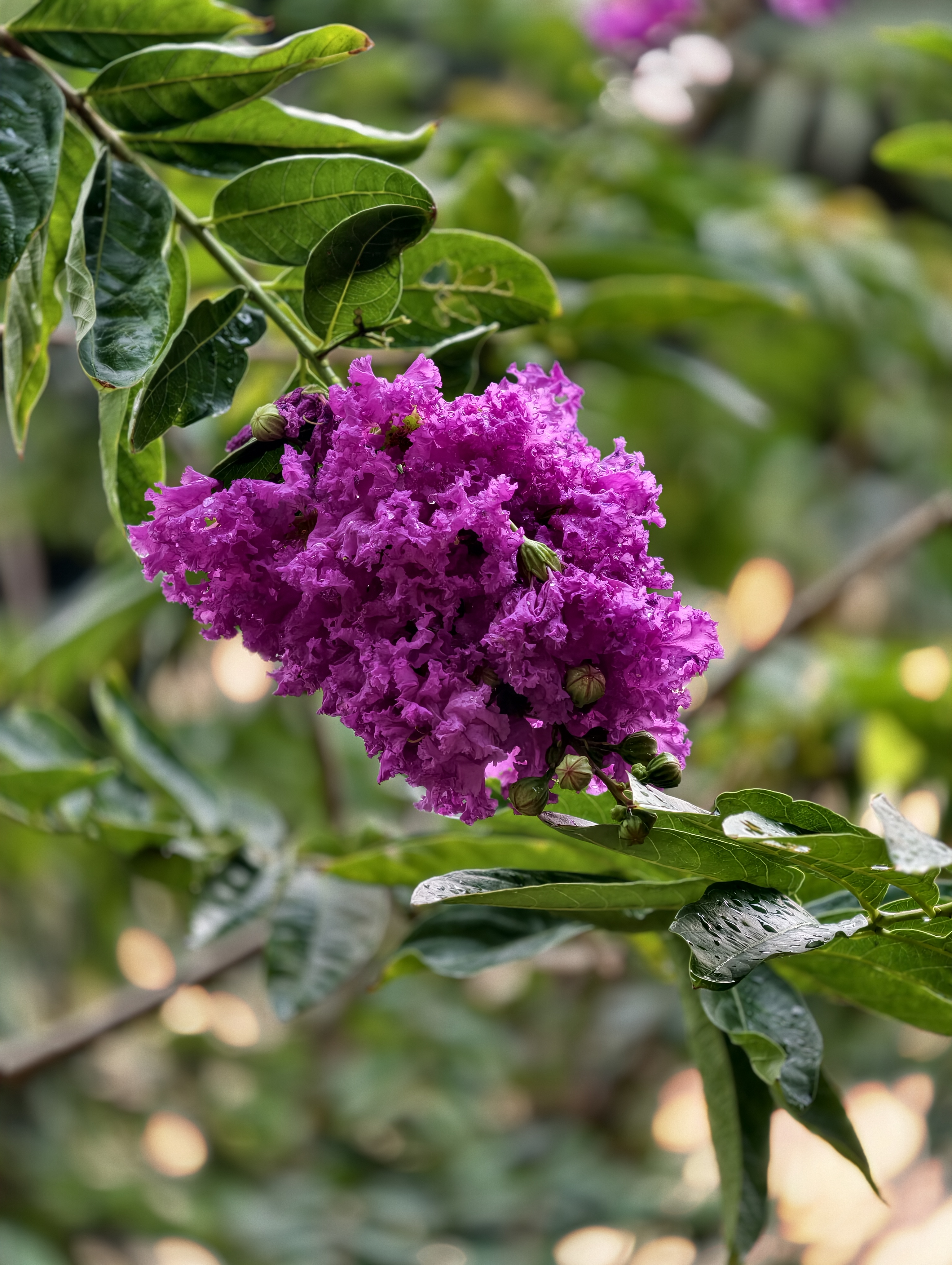 Vibrant cluster of purple crepe myrtle blossoms with crinkled petals, growing among green leaves in a garden setting.