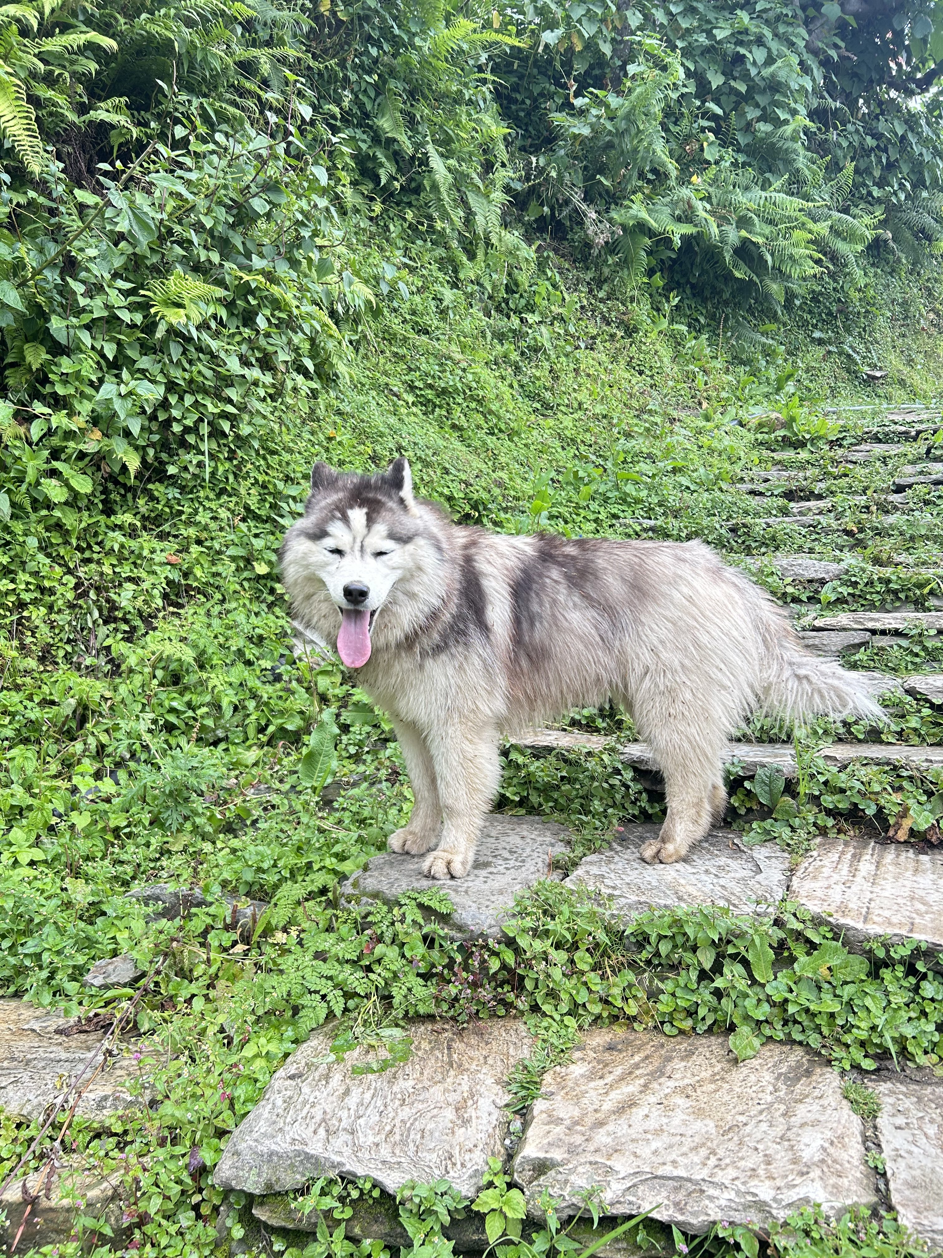 Fluffy husky with a relaxed expression stands on stone steps surrounded by lush greenery, exuding a sense of adventure and tranquility.