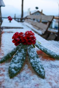 A vibrant red rhododendron blossom rests on a snow-covered outdoor table, with its long, dark green leaves dusted in light snow. In the blurred background, a wooden bench sits on a snowy patio, suggesting a cold, mountainous environment. 
