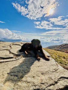 A fluffy black and tan dog sits on a mountain path under a bright blue sky with white clouds and sunshine.