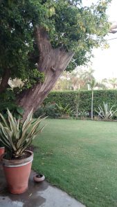 A lush garden with a large tree leaning left dominates the scene. Green lawn bordered by a hedge, potted plants on a patio.